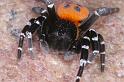 Eresus_sandaliatus_D3050_Z_89_NP De Hoge Veluwe_Nederland